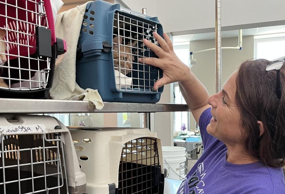 SpayMart Pitches in to Spay/Neuter Cats in Local Shelters