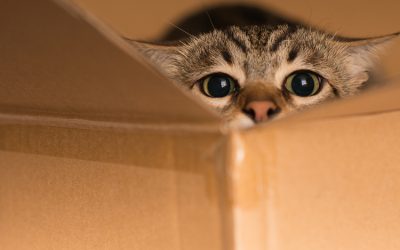 5 Reasons Behind the Feline Fascination with Boxes
