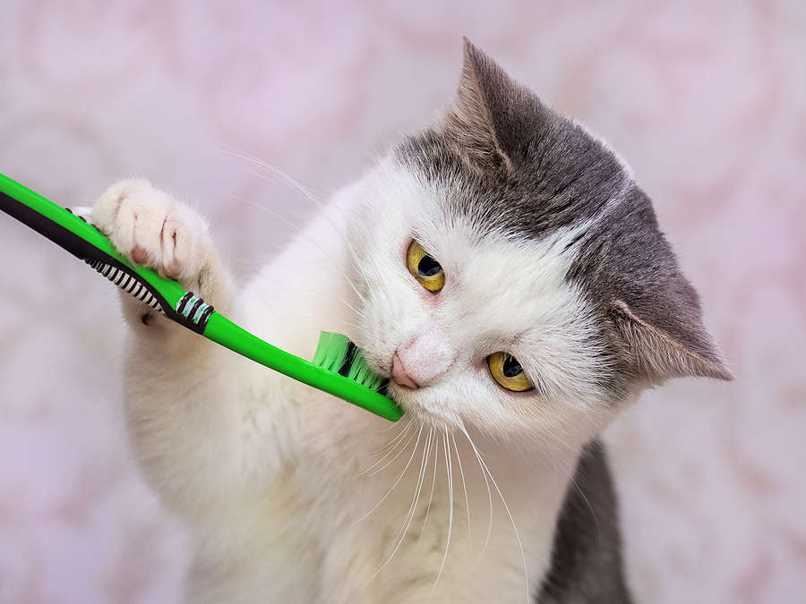 Cat with a toothbrush in his mouth. Brushing teeth