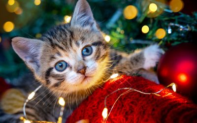 7 Happy Holiday Tips for Cats