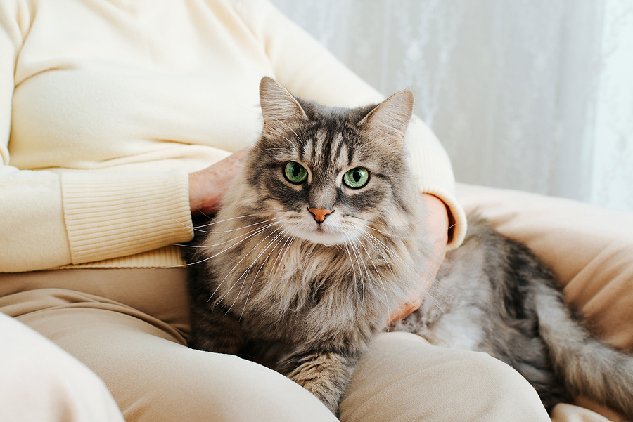 7 Reasons to Give Your Cat an Indoor Life