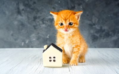 The Essential Guide to Kitten-Proofing Your Home