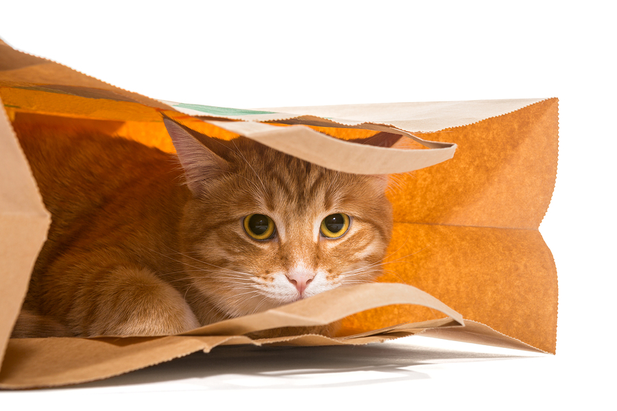 Red cat sitting in a paper bag isolated on white