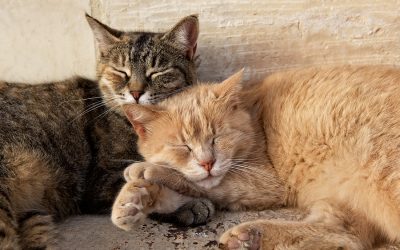 Navigating the Peace: Strategies to Prevent Intercat Aggression
